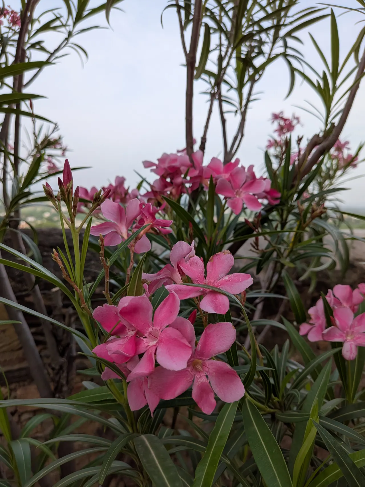 Pink oleander