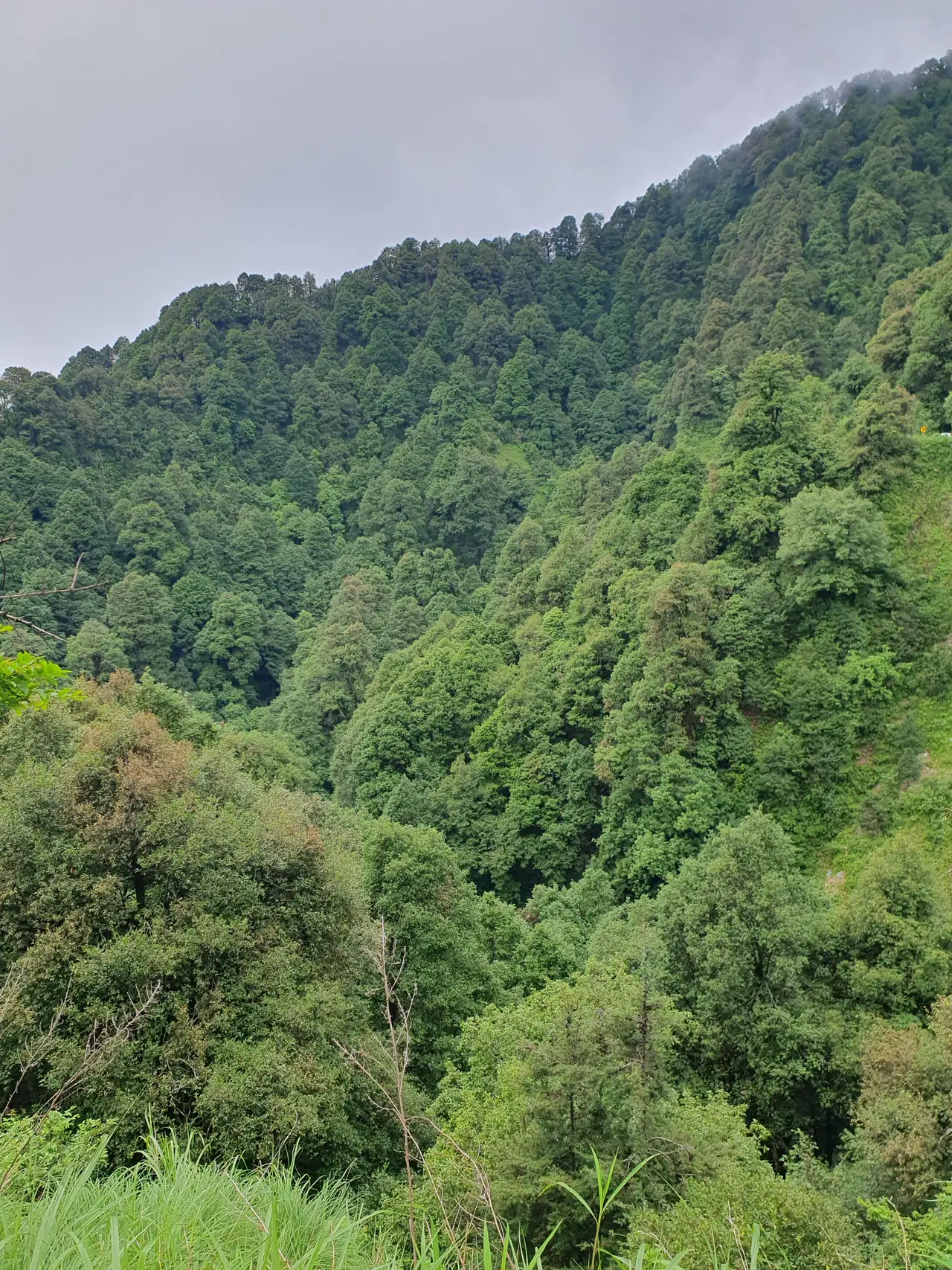 A bunch of trees in Nainital
